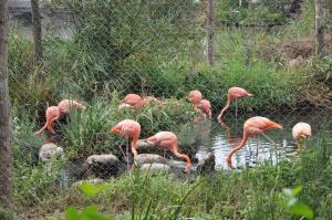 Flamant rose