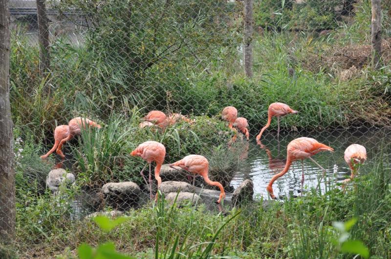 Flamant rose