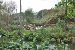 Flamant rose