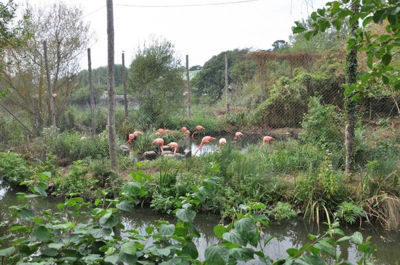 Flamant rose