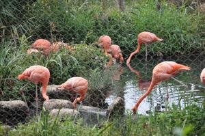 Flamant rose