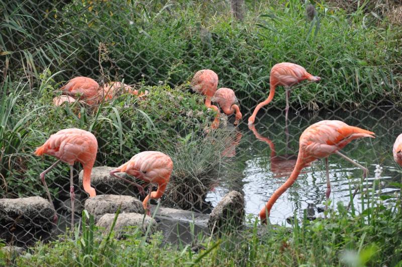 Flamant rose