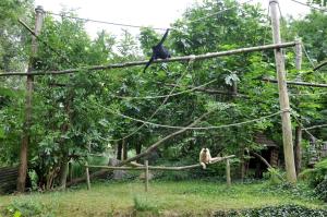 Gibbon à favoris blancs