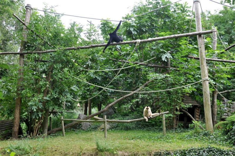 Gibbon à favoris blancs
