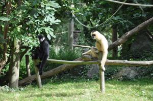 Gibbon à favoris blancs