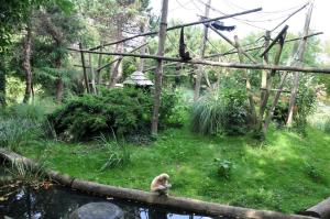 Gibbon à mains blanches