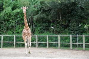 Girafe d'Afrique centrale