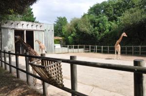 Girafe d'Afrique centrale