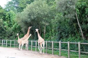 Girafe d'Afrique centrale