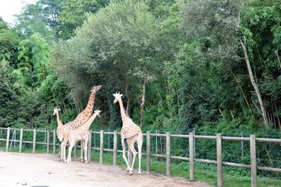 Girafe d'Afrique centrale - 2014