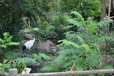 Grue de Mandchourie - 2014