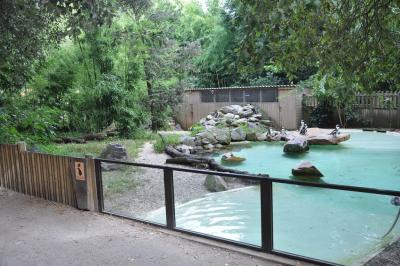 Manchot de Humboldt - 2014