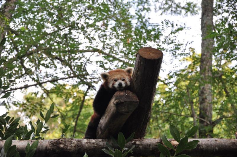 Panda roux