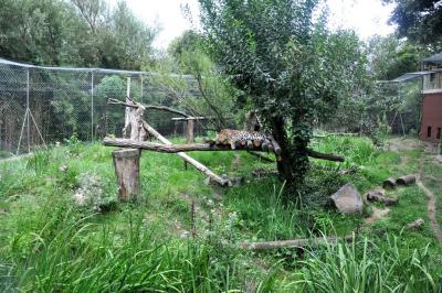 Panthère de l'Amour - 2014