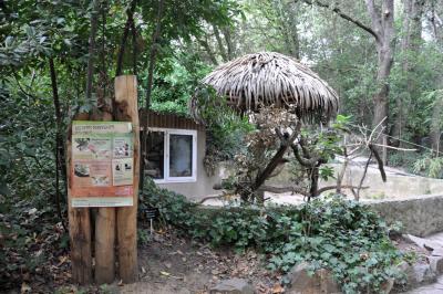 Amazone à front bleu - Gris du Gabon - 2014