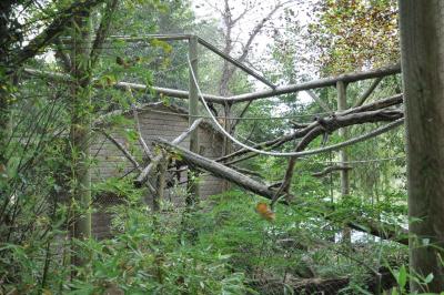 Tamarin lion - Saki à face blanche - 2014