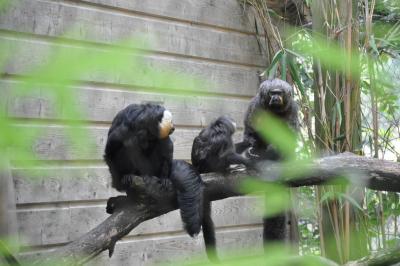 Saki à face blanche - 2014