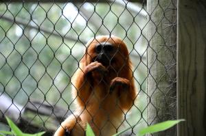 Tamarin lion