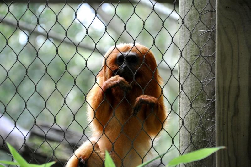 Tamarin lion