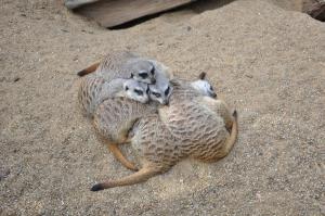 Suricate