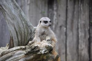 Suricate