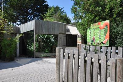 Tamarin pinché - 2014