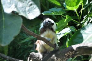 Tamarin pinché