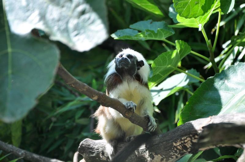 Tamarin pinché