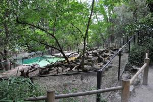 Loutre d'Asie