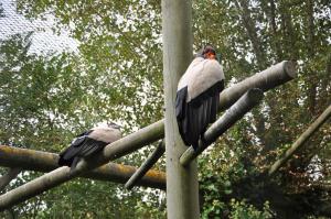 Vautour pape