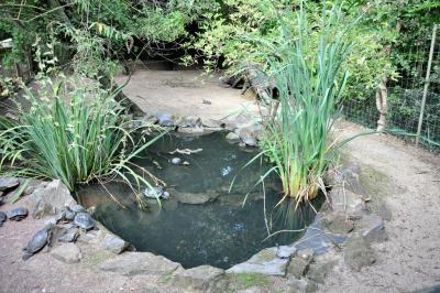 Wallaby d'Eugénie - 2014