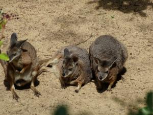 Wallaby d'Eugénie
