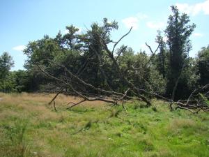 Espace des lémuriens