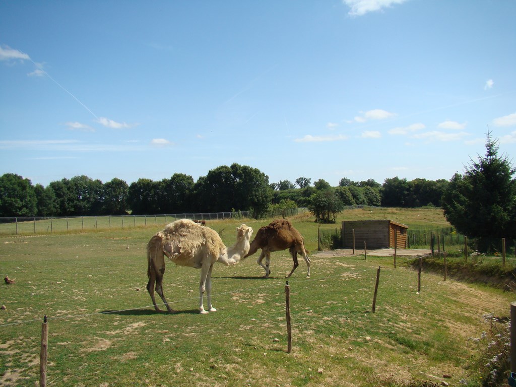 Dromadaire - 2009