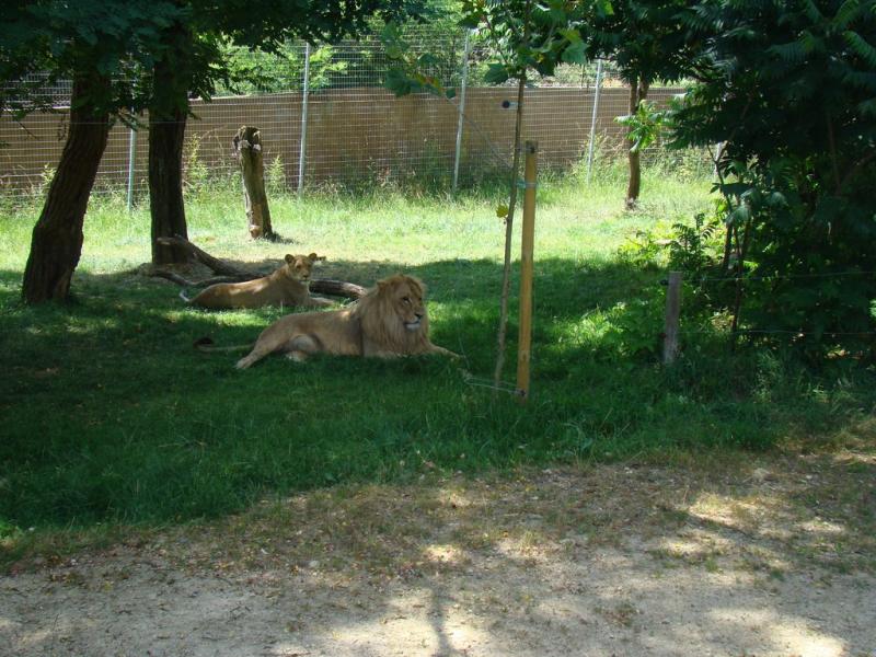 Lion
