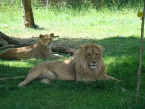Lion