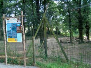 Loup d'Europe