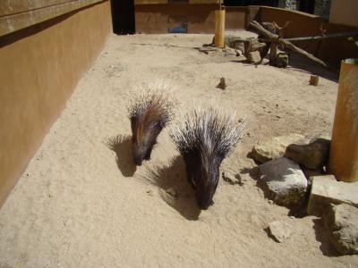 Porc-épic à crête - 2009