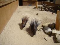 Porc-épic à crête - 2009