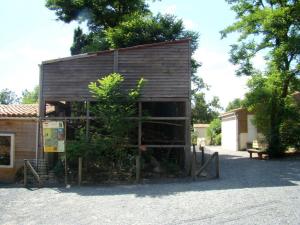 Saimiri