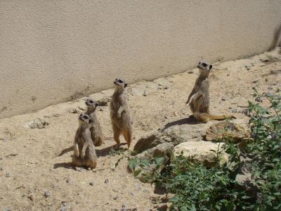 Suricate - 2009