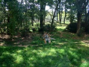 Tigre