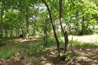 Parc des lémuriens - 2012