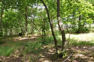 Parc des lémuriens