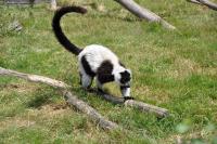 Lémur vari noir et blanc - 2012