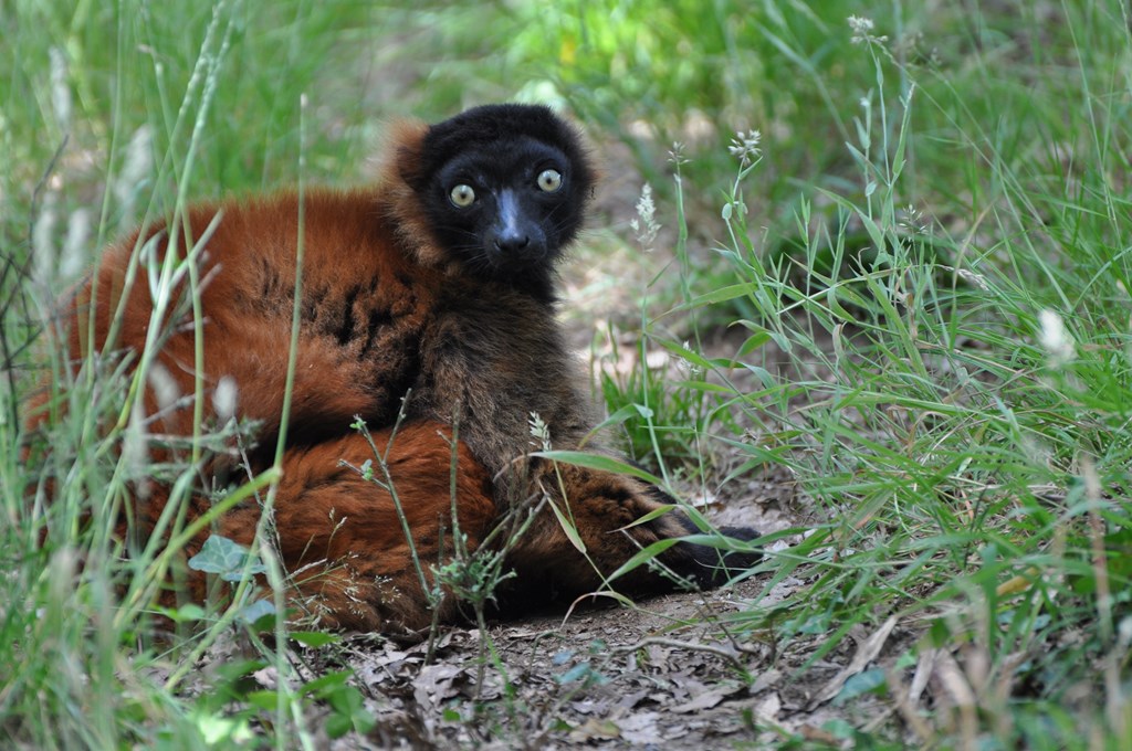 Lémur vari roux - 2012