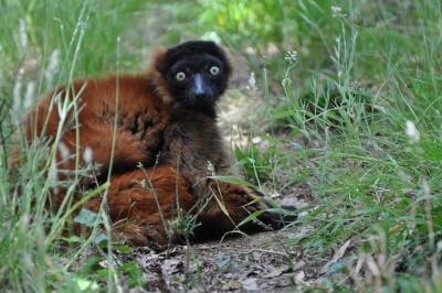 Lémur vari roux - 2012