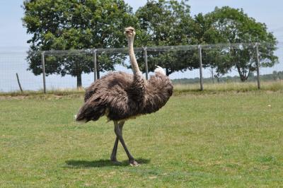 Autruche - 2012