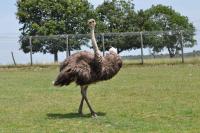 Autruche - 2012