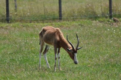 Damalisque à front blanc - 2012